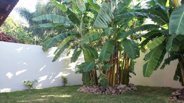 Mature Banana Trees