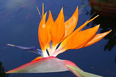 Lake Chapala Flowers, Birds of Paradise