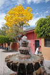 Ajijic Mexico Flowering Tree